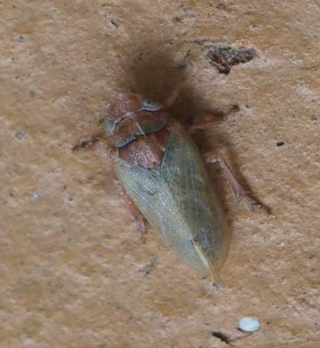 Tettigometra impressopunctata